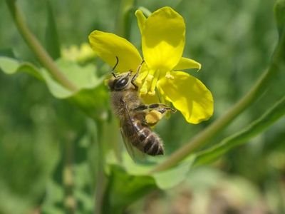 takedadaigoro's profile picture. ニホンミツバチ飼ってみませんか？