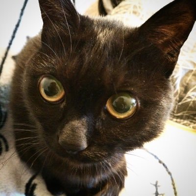 生き物好き。黒猫あんこと暮らしています。デザイナーと食品レジの二足草鞋。▶️サッカー話は【@cz752nd1】 📷たまに撮る写真はInstagramに。