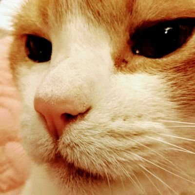 Cute as hell mouser currently under house arrest. Job is to save Mom’s sanity when she rants about defective old geezer in WH. Doesn’t even have a cat! Bad man.