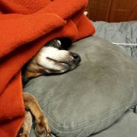 Ray (@cosby_ray) 's Twitter Profile