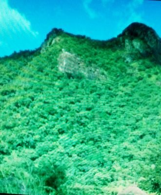 greenlifekenya1's profile picture. Founder at Greenlife Drive Kenya.