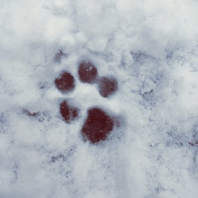 s09cer11's profile picture. 