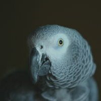 Dalvenjah FoxFire (@dalvenjah) 's Twitter Profile Photo Dalvenjah FoxFire (@dalvenjah) 's Twitter Profile Photo