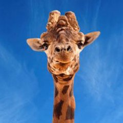 Cinemagraph Giraffeさんのプロフィール画像