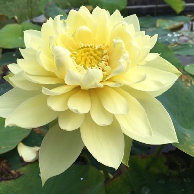 I work at Bergen Water Gardens which has gorgeous koi, beautiful waterlily and over 150 different varieties lotus water garden.