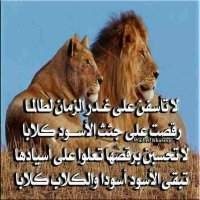 يمني حر (@6mwkbwol0wv31ff) Twitter profile photo