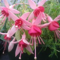 Fuchsia plug plants (@fuchsiaplugs) 's Twitter Profile