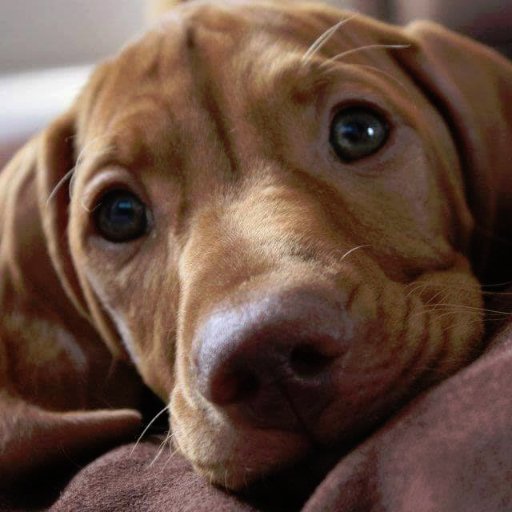 SSLDNCap's profile picture. Dragged through time by half volatility squared.