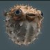 Fugu Foo (@foogufoo) Twitter profile photo Fugu Foo (@foogufoo) Twitter profile photo