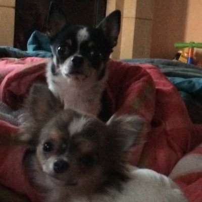 cicciozara's profile picture. 