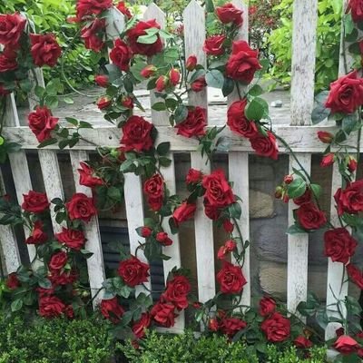 RobaEsmat's profile picture. 