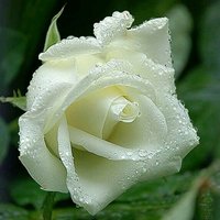 صمت البنفسج (@rohaymllak) 's Twitter Profile