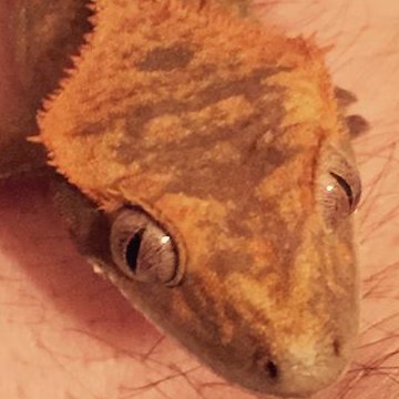 TripGallows's profile picture. Interstellar Explorer of New Eden Online and Custom PC Builder for hire IRL