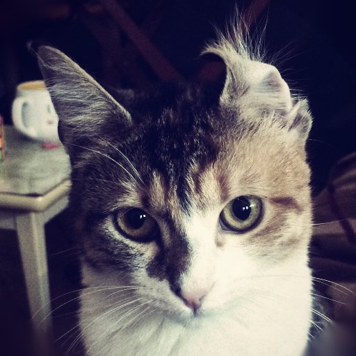 tsykov's profile picture.
