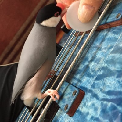 yosakuex1's profile picture. 2010年からロードバイクを乗り回し、2012年MTBも追加。2013年に桜文鳥のサクラ.Cancellara.S と同居をはじめ、2014年遂にバンド再開。最近の私の興味→文鳥、自転車、車、バンドBass。