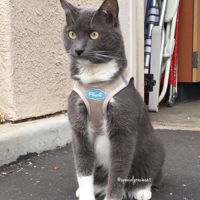 SpecialGracie's profile picture. I am Special Gracie Cat. I am deaf and fearless! I love all things most cats hate. Follow me and brofurs Joey and McGee on IG, FB and YouTube. 👍