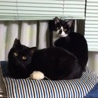 あきぽん (@koyagichan1) Twitter profile photo