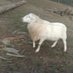 goat (@ch1cken_nuggets) Twitter profile photo goat (@ch1cken_nuggets) Twitter profile photo