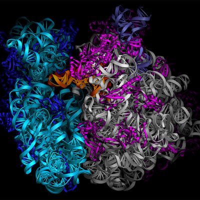 don_ribosome's profile picture. #organelleelection2017 I'm just a humble cell mob boss trying to make a difference. I make proteins for a living and I help all organelles function.