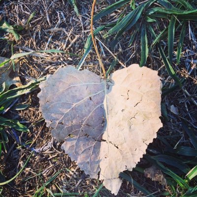 tpacacha's profile picture. 