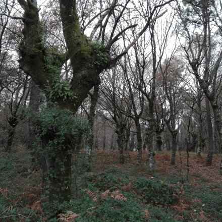 Asociación ambiental O Ouriol do Anllóns. Pola defensa das árbores e do río Anllóns.