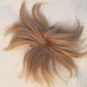 TrumpeeToupee's profile picture. Parody - Donald Trump does not wear a toupee IRL
(he actually has hair plugs, like Elon)