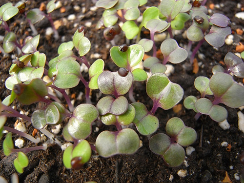 A farm growing over 200 varieties of vegetables and fruit with no pesticides, no herbicides, no insecticides, or chemical fertilizers=unconventional