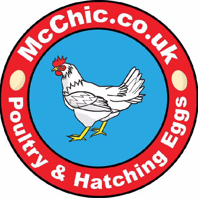 Call McChic on 07443 493255 or email us mcchicpoultry@yahoo.com #CreamLegbars #RhodeIslandReds #LightSussex #McChicPoultry