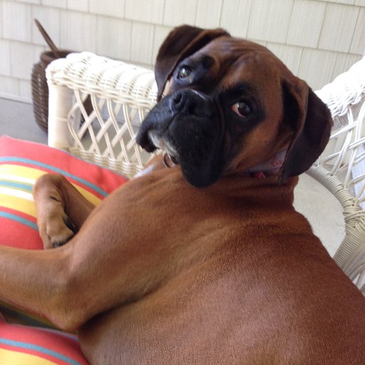 BoxerPupDad Profile Picture