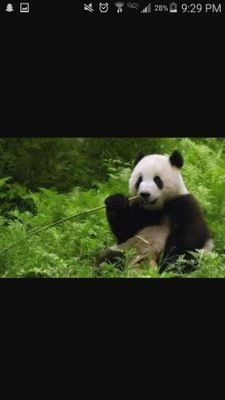 I'm Ming Ming the panda. I like to party and eat bamboo