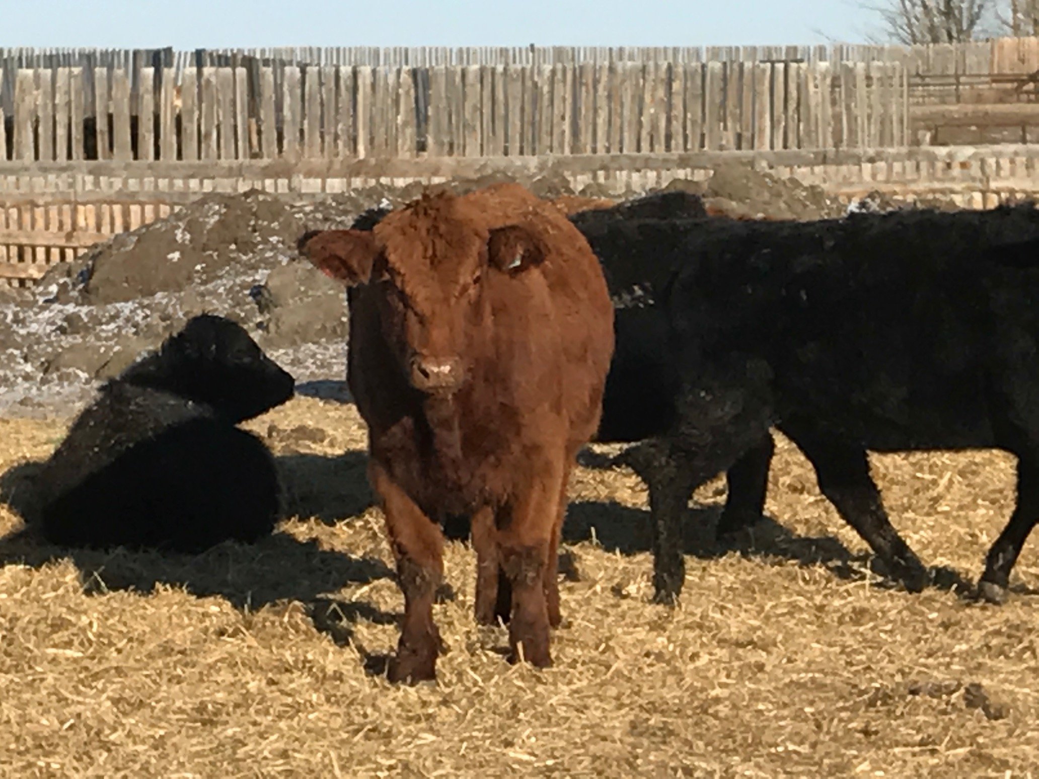 HaleMghale's profile picture. 