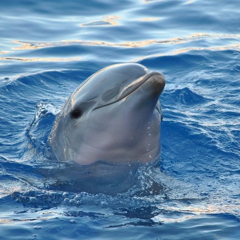 言葉を広めるのを助けてください。 イルカの肉は毒性があり、脳にダメージを与えます。 イルカの虐殺を止めるのに役立ちますPlease boycott dolphin shows #DolphinAngels #DolphinProject #DontBuyATicket #StopTaiji