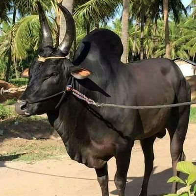 LOKASH7KM's profile picture. System Analyst in PFIZER https://t.co/YFIYAuJ8BY