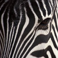 Laughing Zebra Store (@lolzebrastore) 's Twitter Profile