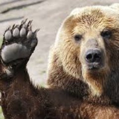 randomboyar's profile picture. BEARS