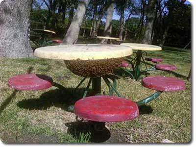 beesafepest's profile picture. We are beekeepers and bee removal specialist.