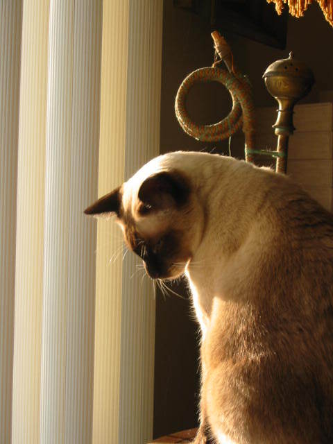 slavicus's profile picture. 