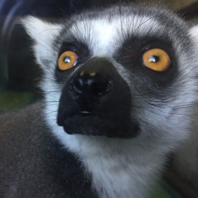 アクティブなおっさんです。動物たちのネタを中心にイレギュラーに色々なネタを混ぜこんで行きます。平和なZOO活を心がけてますが、たまに毒を吐きます。