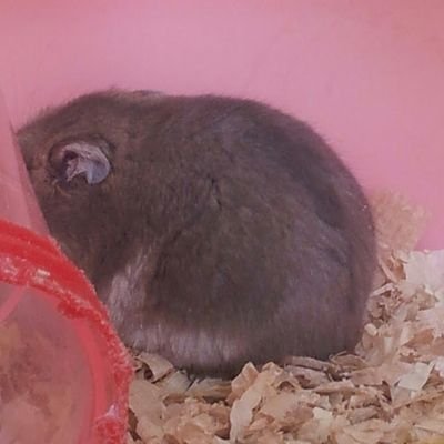찹쌀이,찰떡이,새로입양해온 감자떡이 엄마(집사) 입니다!
뀨 :3c