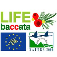 Life+ Baccata(@LifeBaccata) 's Twitter Profile Photo