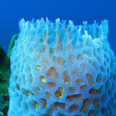 b_be_sponging's profile picture. 