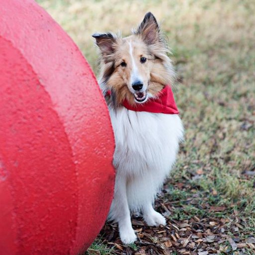 Dog Wood Park  is a 42-acre swim and play park for dogs located in Jacksonville, FL! We are one of the country's largest completely fenced dog parks.