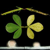 Plant Physiology(@PlantPhys) 's Twitter Profile Photo