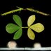 Plant Physiology (@plantphys) Twitter profile photo Plant Physiology (@plantphys) Twitter profile photo