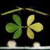 Plant Physiology (@PlantPhys) Twitter profile photo