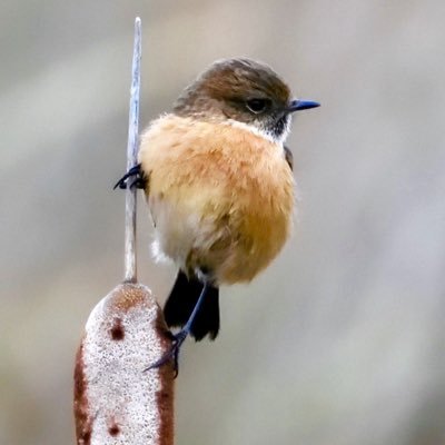 whatwasthatbird's profile picture. Avid bird watcher