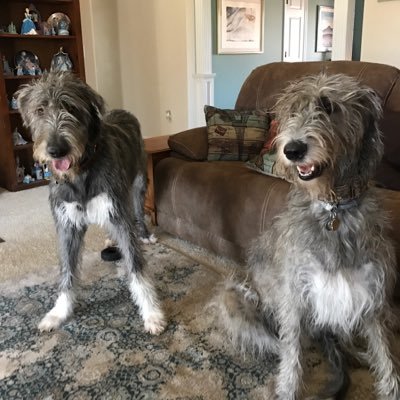 ArwensMom's profile picture. Instagram: arwensmom