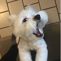 Carole Nimmer (@cenim) 's Twitter Profile