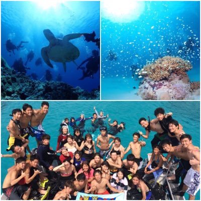 HARPSEAL2017's profile picture. 【青山学院公認】スキューバダイビングサークルHARPSEAL2017新歓アカウント @HARPSEAL1 #春から青学