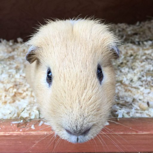 A Luxury Guinea Pig Hotel and Holiday Home, Owe offers large, safe indoor warm hutches with full facilities for looking after your pet guinea pig